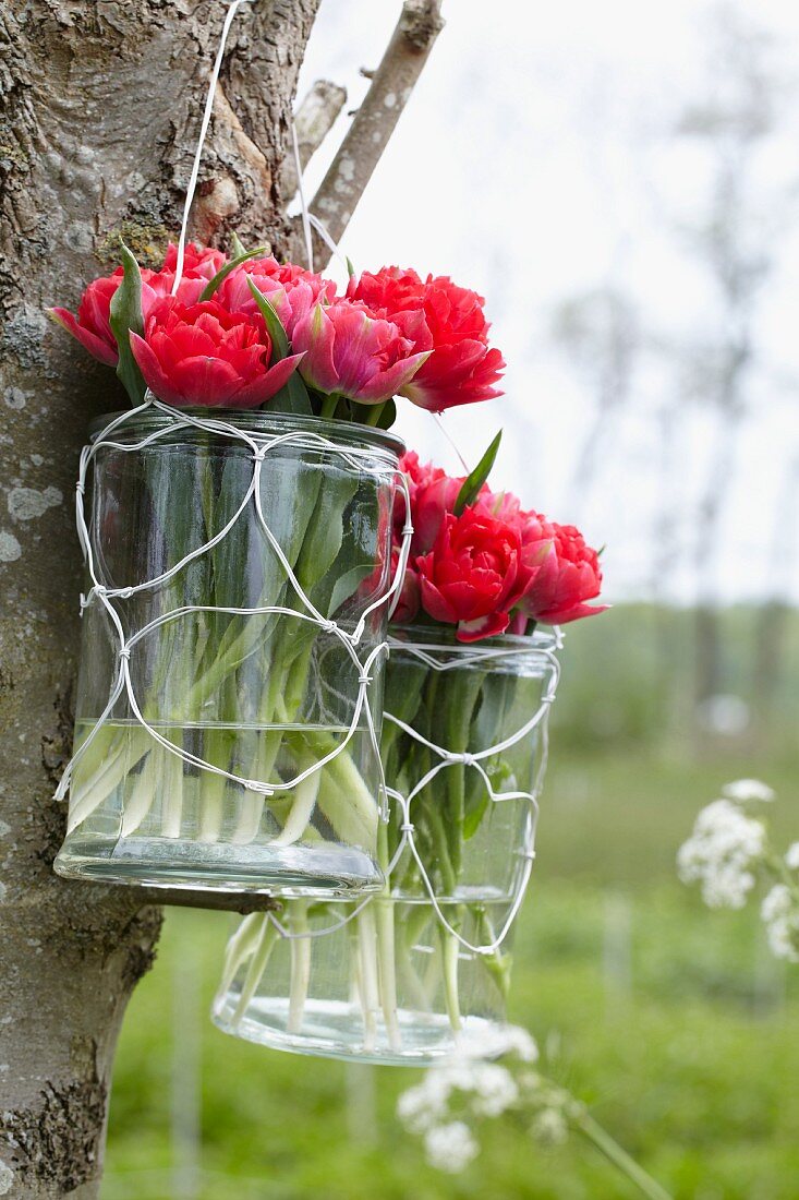 Rote Tulpen der Sorte Tulipa First Price in Glasvasen an Baumstamm hängend