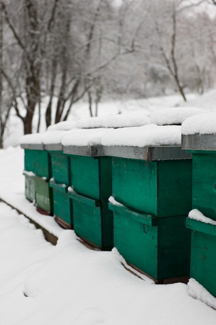 Snow-covered, sealed bee hives in snowy landscape