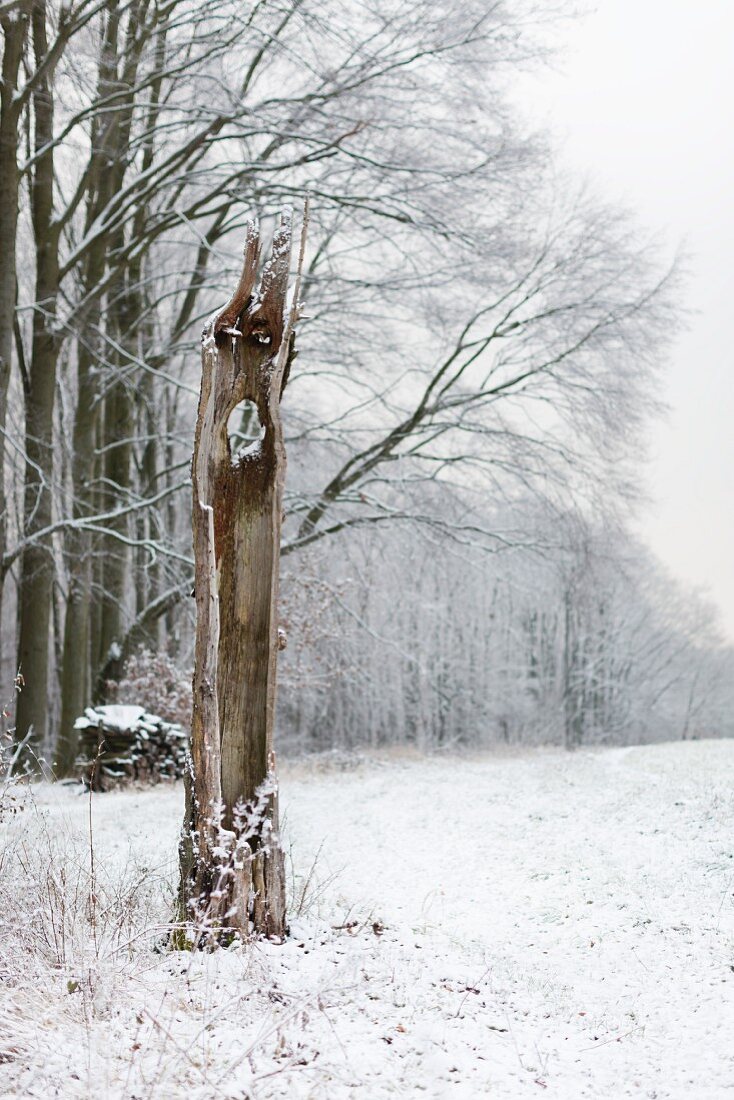 Hollow tree trunk in front of beech woodland in winter landscape