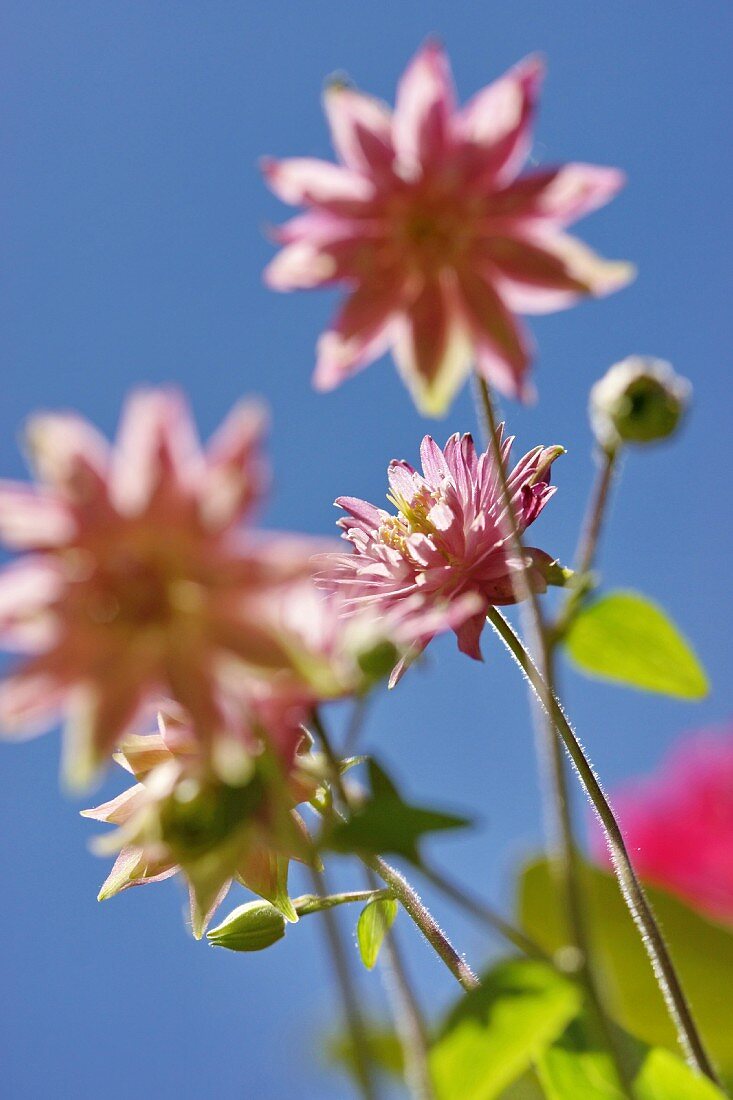 Pastel pink aquilegia flowers against blue sky