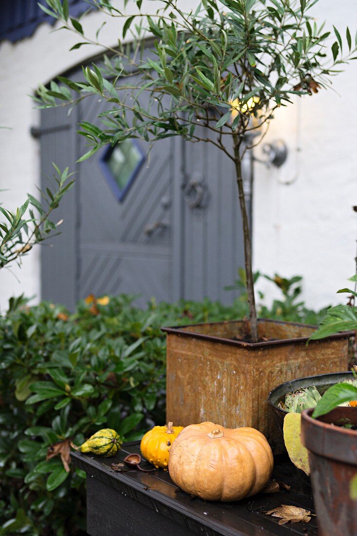 Pumpkins and small, potted olive tree on surface in garden
