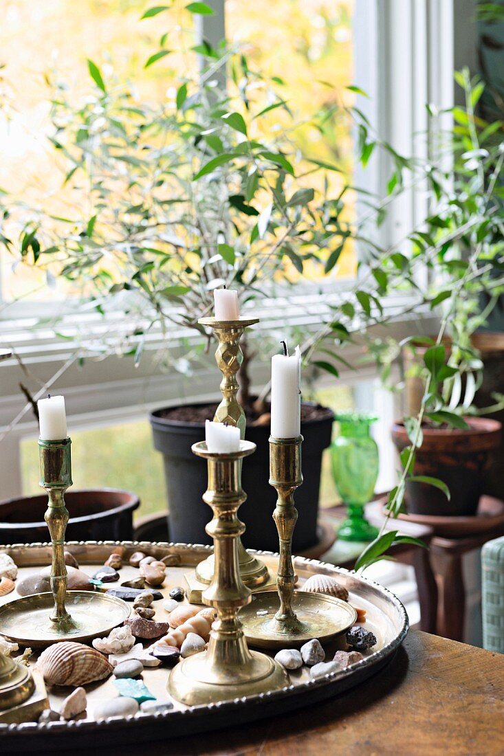 Brass candlesticks and seashells on tray in front of house plants