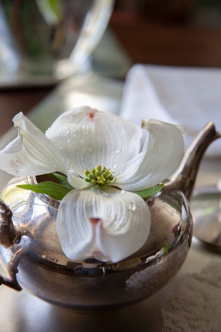 Hartriegel-Blüten in silberner Teekanne