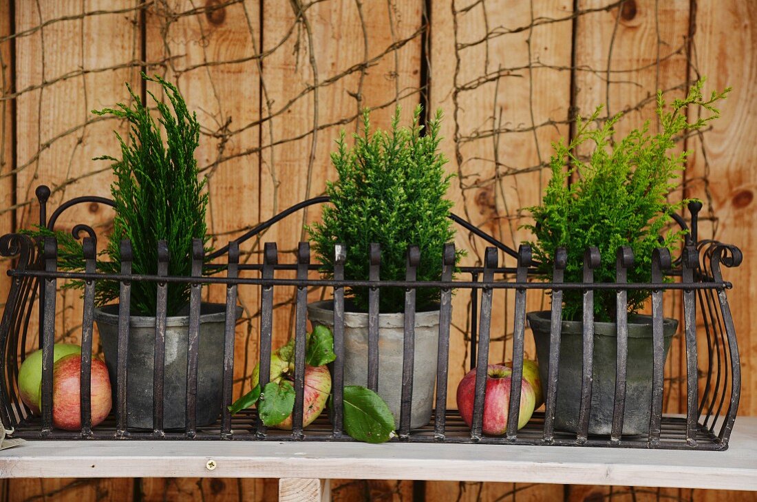 Potted plants and apples in wrought iron window box