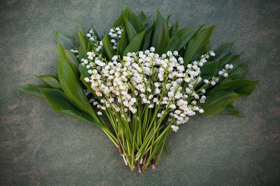Bunch of lily-of-the-valley flowers and leaves on grey surface