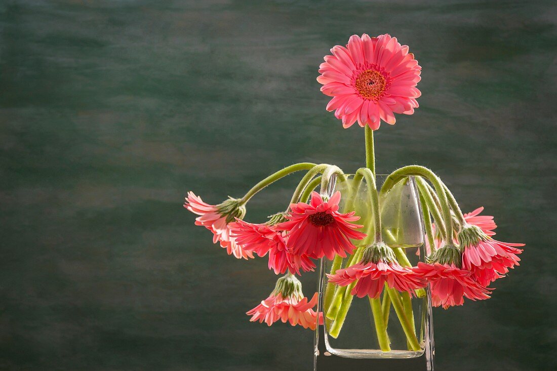 Pink gerbera daisies in a glass vase