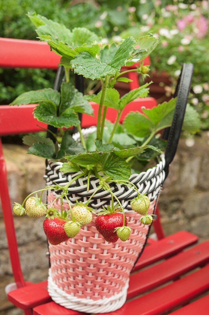 Erdbeerpflanze in bunt gemustertem Plastikkorb eingepflanzt, auf rotem Klappstuhl im Freien