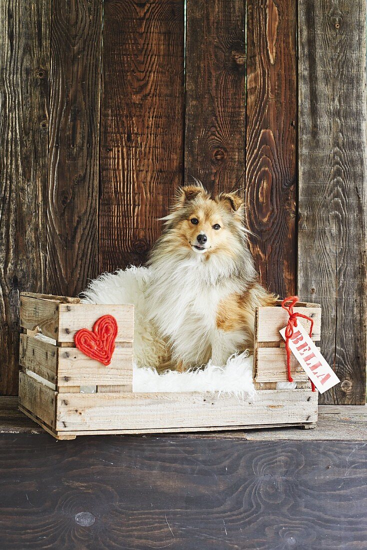 Dog in dog bed made from wooden crate decorated with heart and name tag