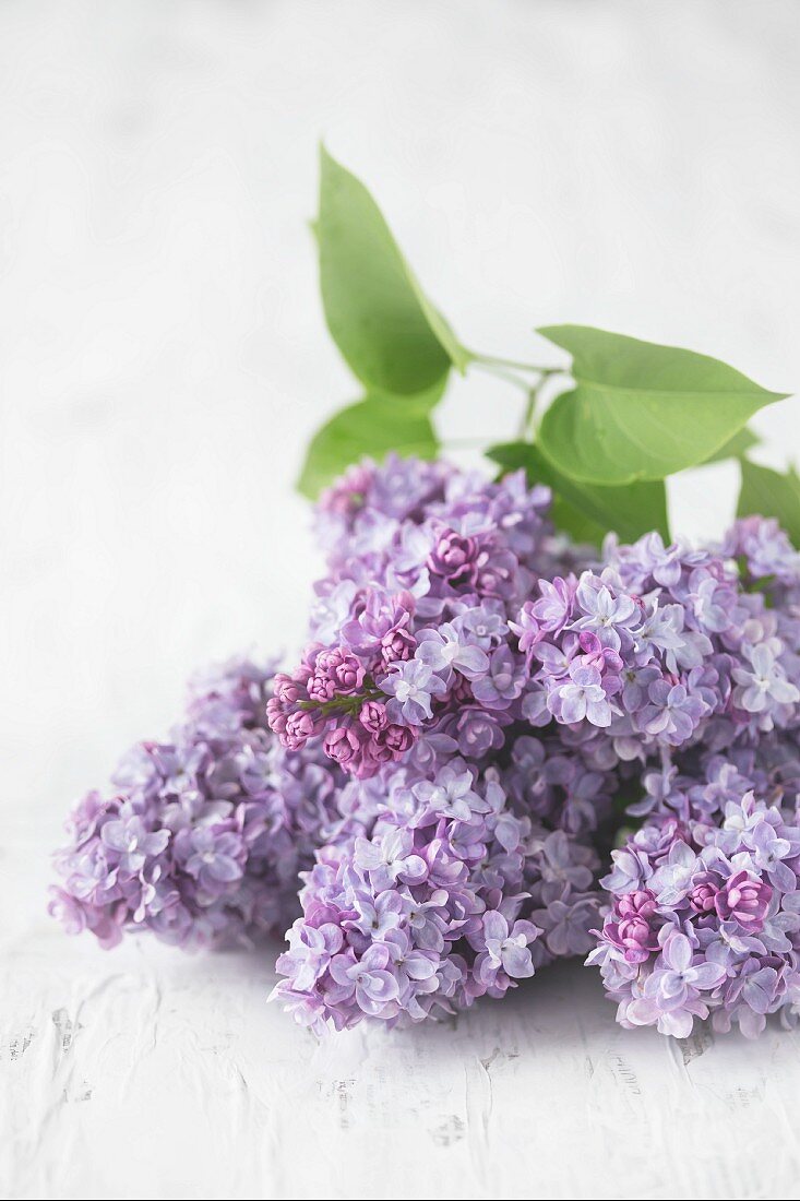 Purple lilac flowers on a white surface