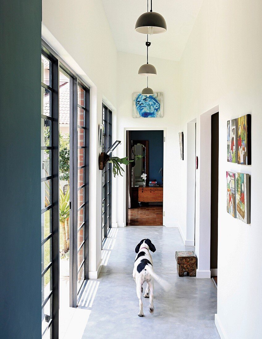 Dog in narrow corridor with pendant lamps and terrace doors