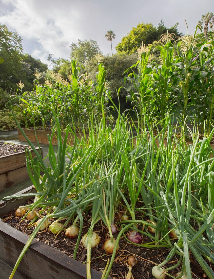 Onions growing in raised bed