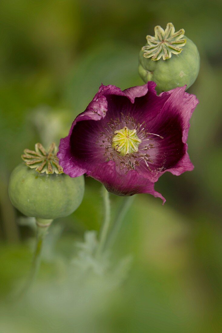 Purple poppy and seed heads