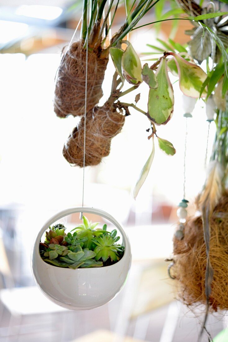 Miniature succulents in decorative suspended planter