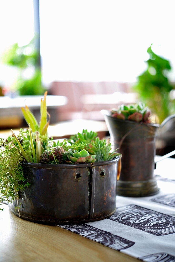 Metallgefässe dekorativ bepflanzt mit Sukkulenten auf Balkontisch
