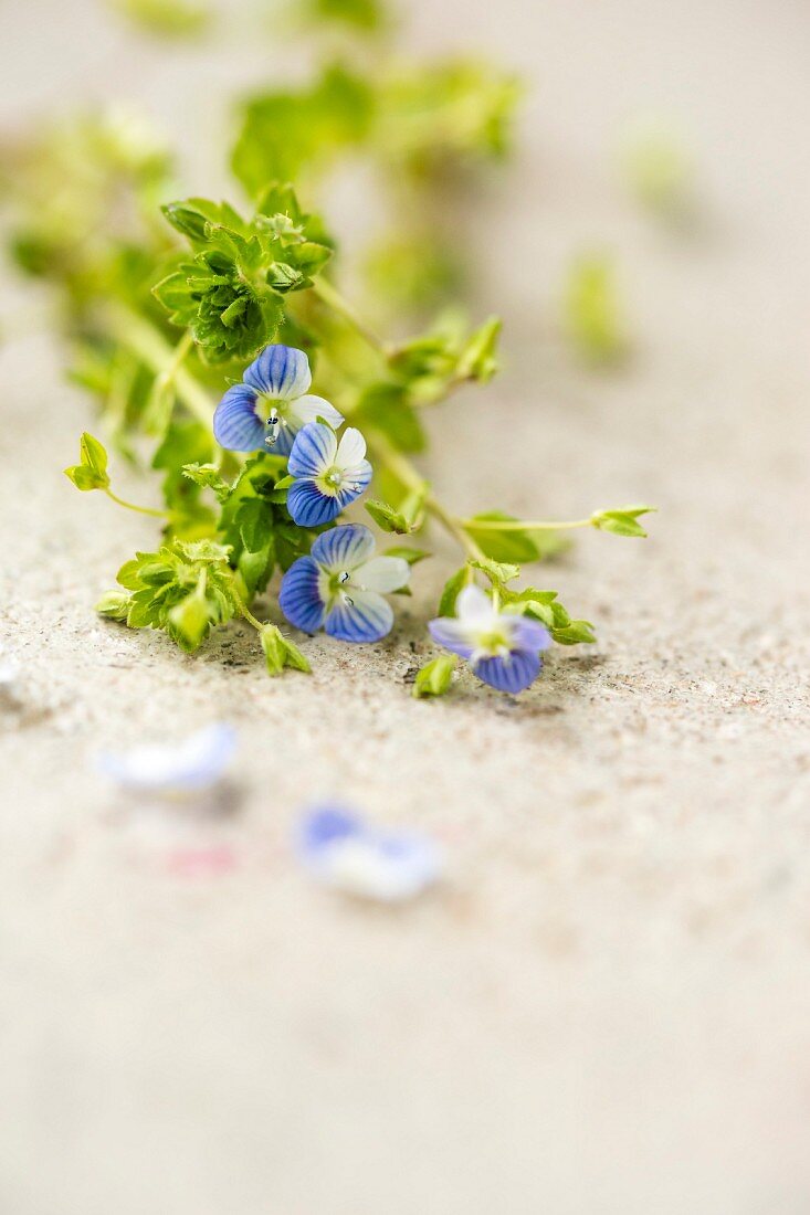 Speedwell lying on surface