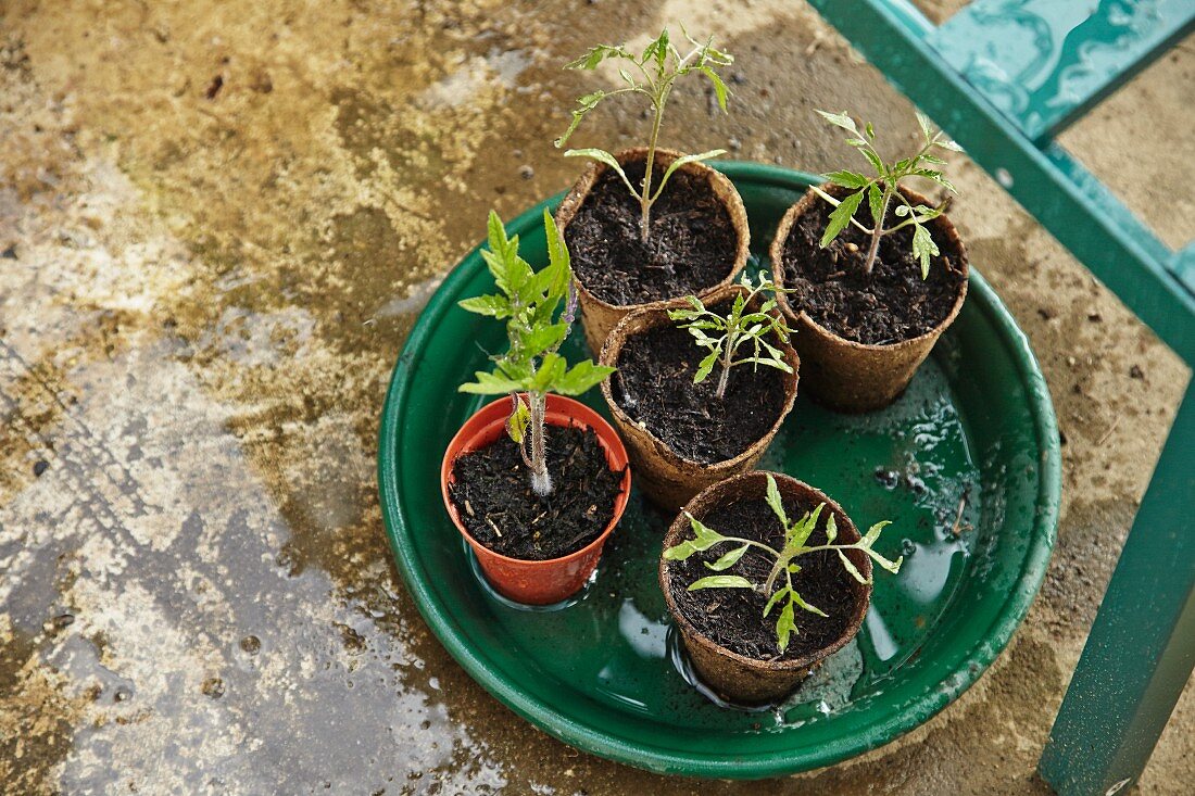 New seedlings in flowerpots on planter saucer
