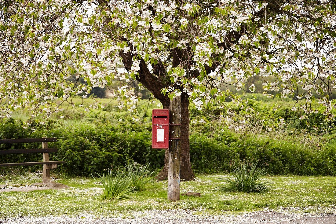 Red postbox mounted on blossoming tree and bench in front of field of dense plants