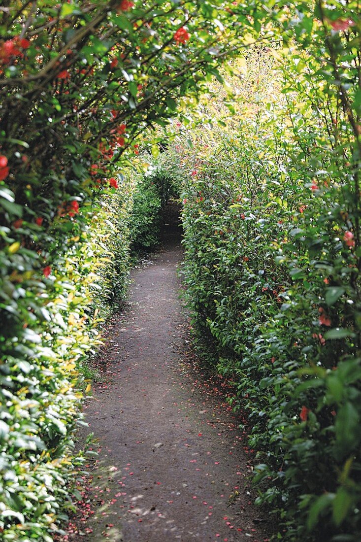 Narrow path in densely planted garden