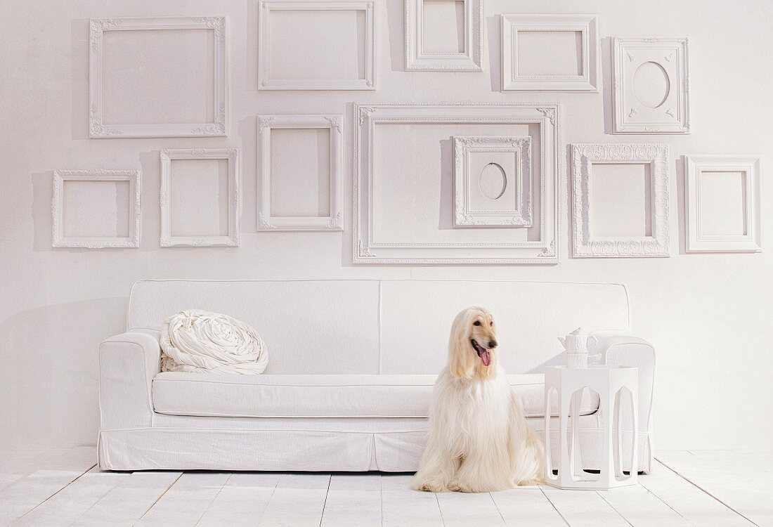 weiße Wand mit leeren Bilderrahmen, davor Sofa und Afghanischer Windhund