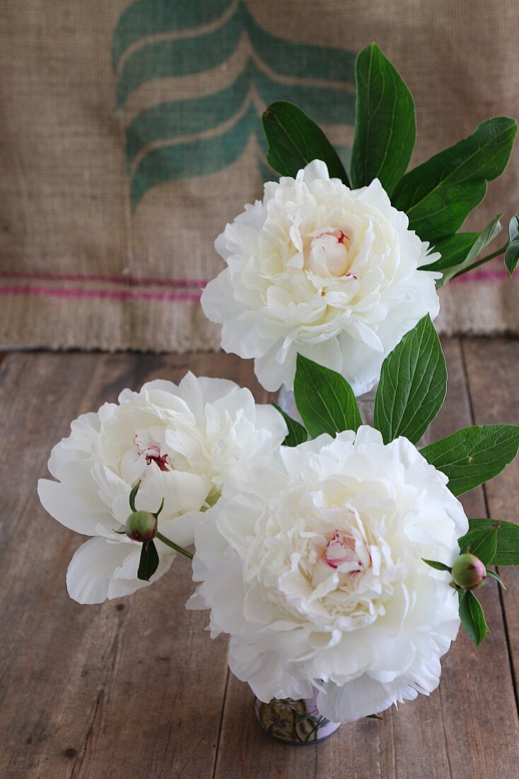 Vase of white peonies