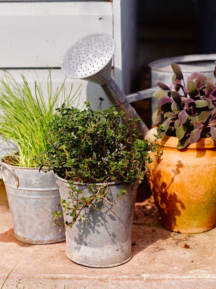 Potted kitchen herbs on terrace