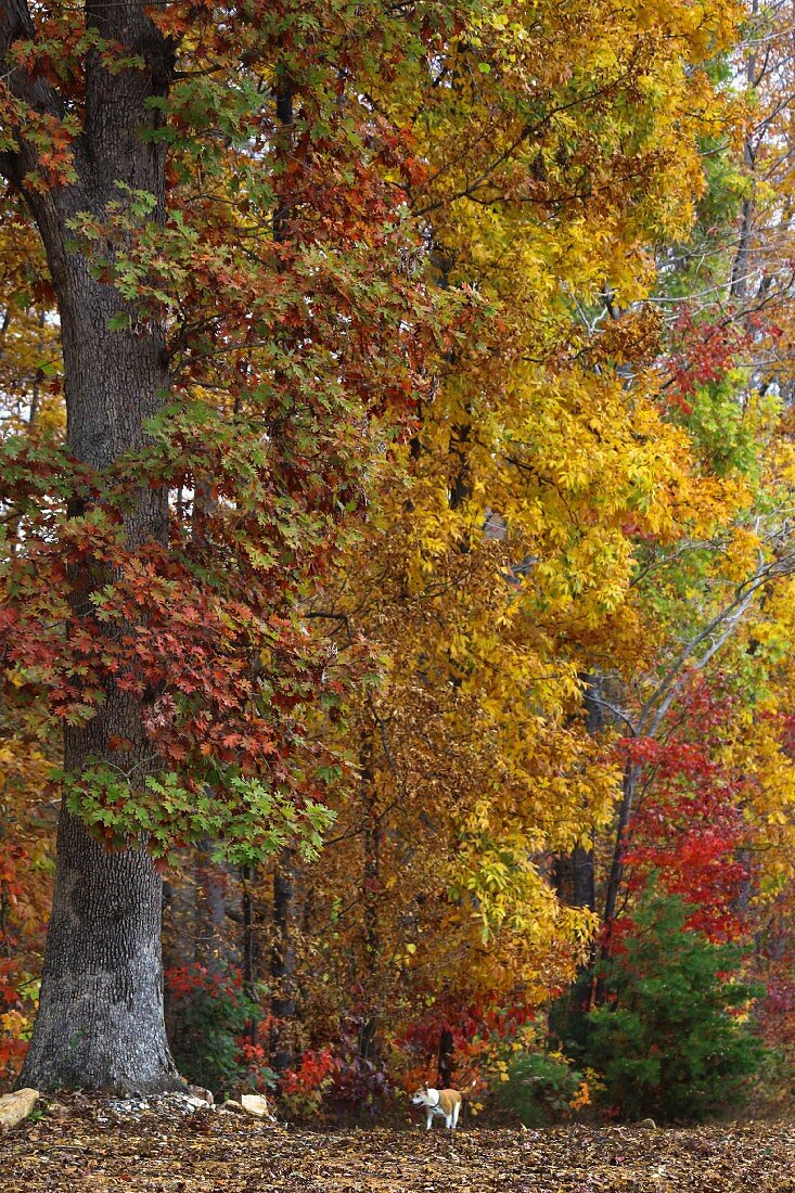 Herbststimmung im Wald, Hund unterwegs
