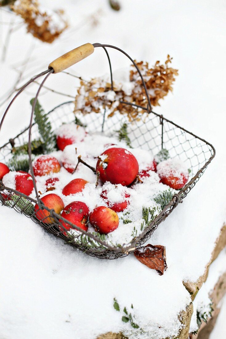 Drahtkorb mit Äpfeln im Schnee