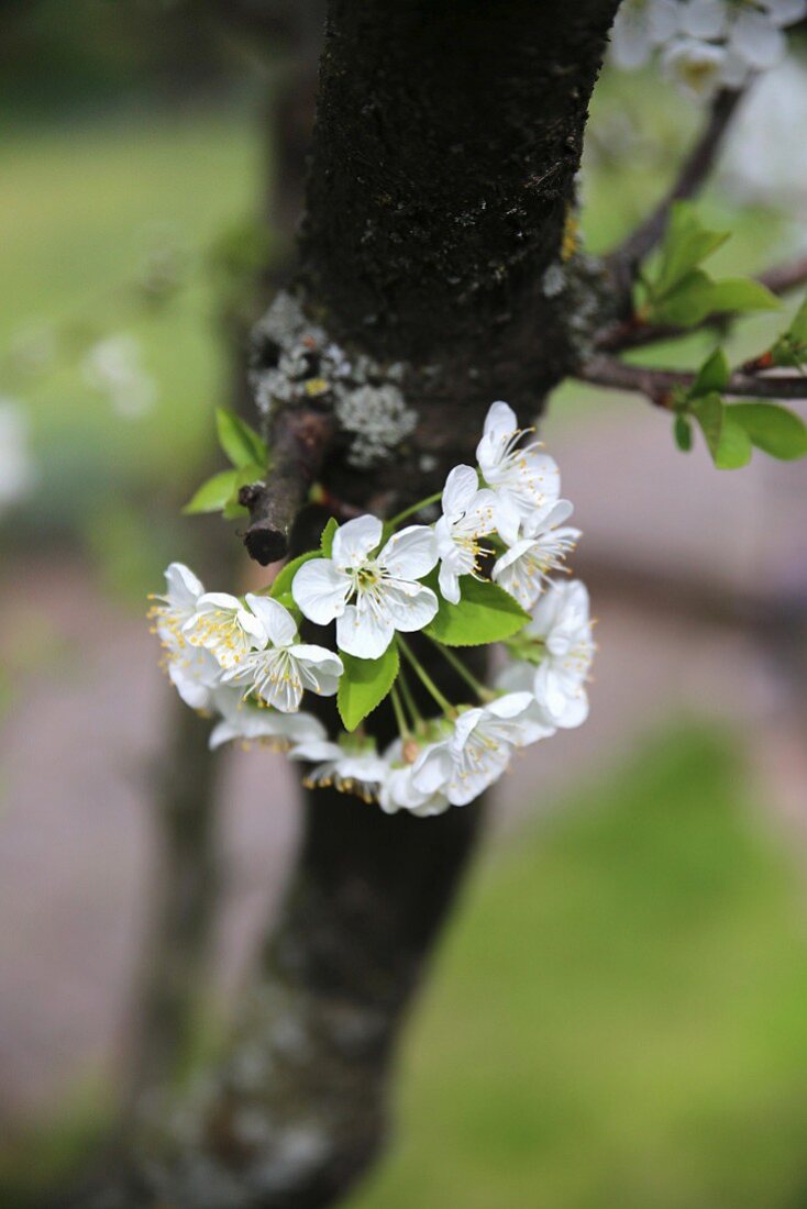 Kirschblüte (Sauerkirsche) am Baumstamm