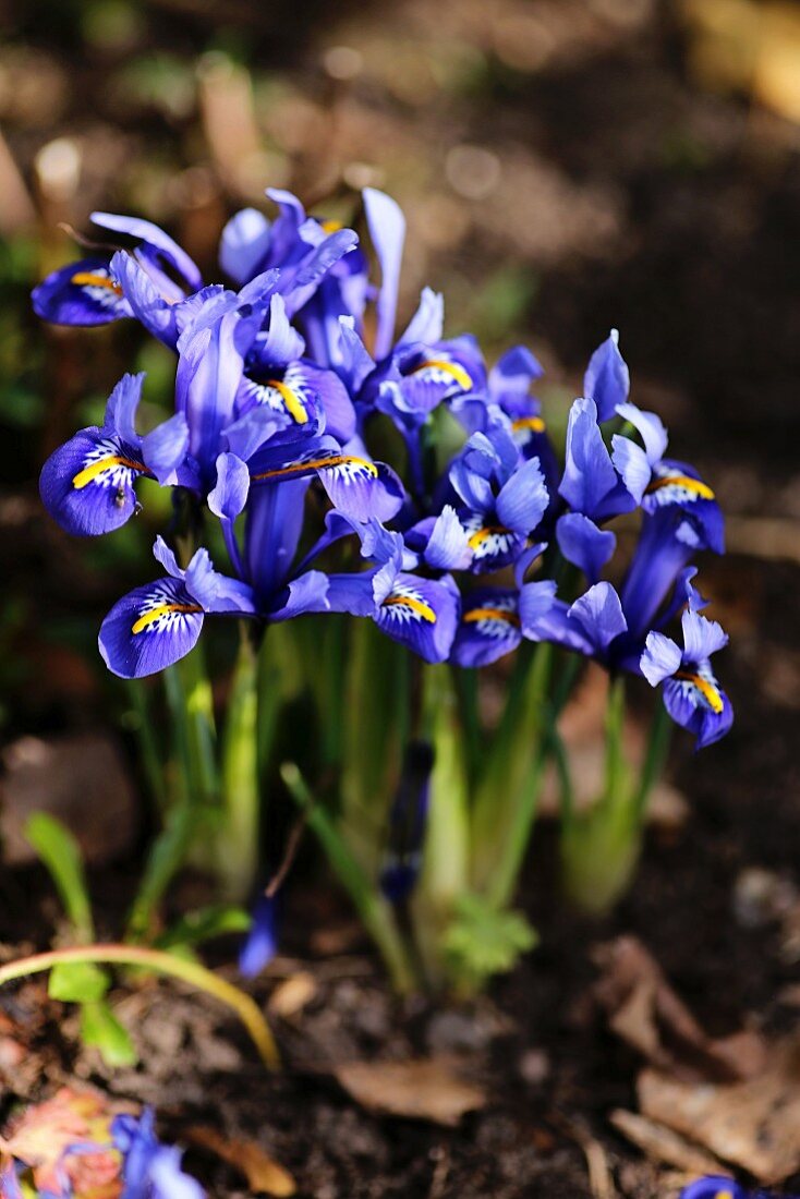 Netzblattiris (Iris reticulata, auch Zwergiris oder Netzblatt-Schwertlilie) im Garten