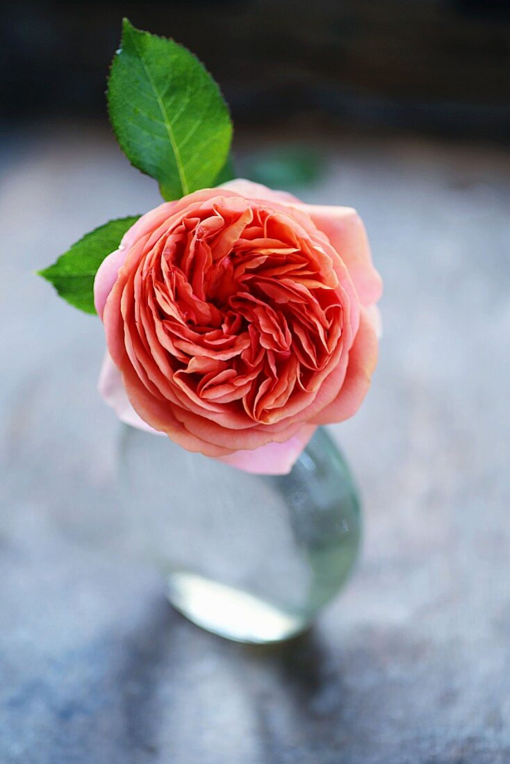 Rosenblüte der Sorte 'Chippendale' in Glasvase