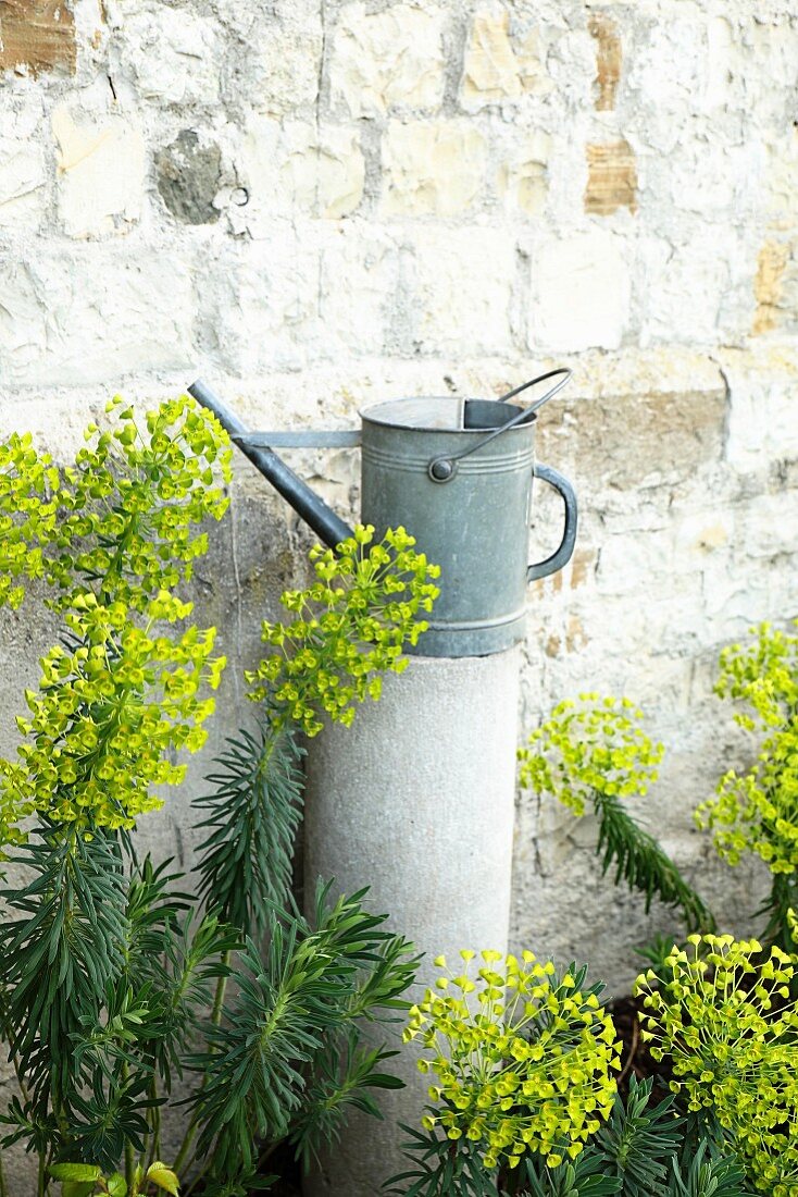 Spurge (Euphorbia) and watering can in front of old wall