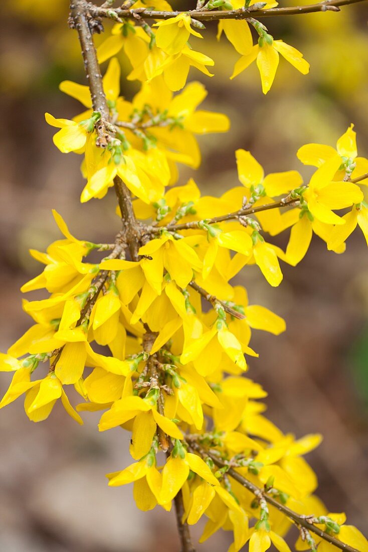 Forsythienzweige im Garten