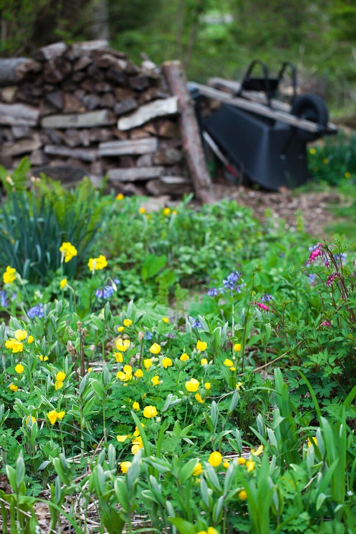 Frühlingsblumen, Brennholzstapel und Schubkarre im Garten