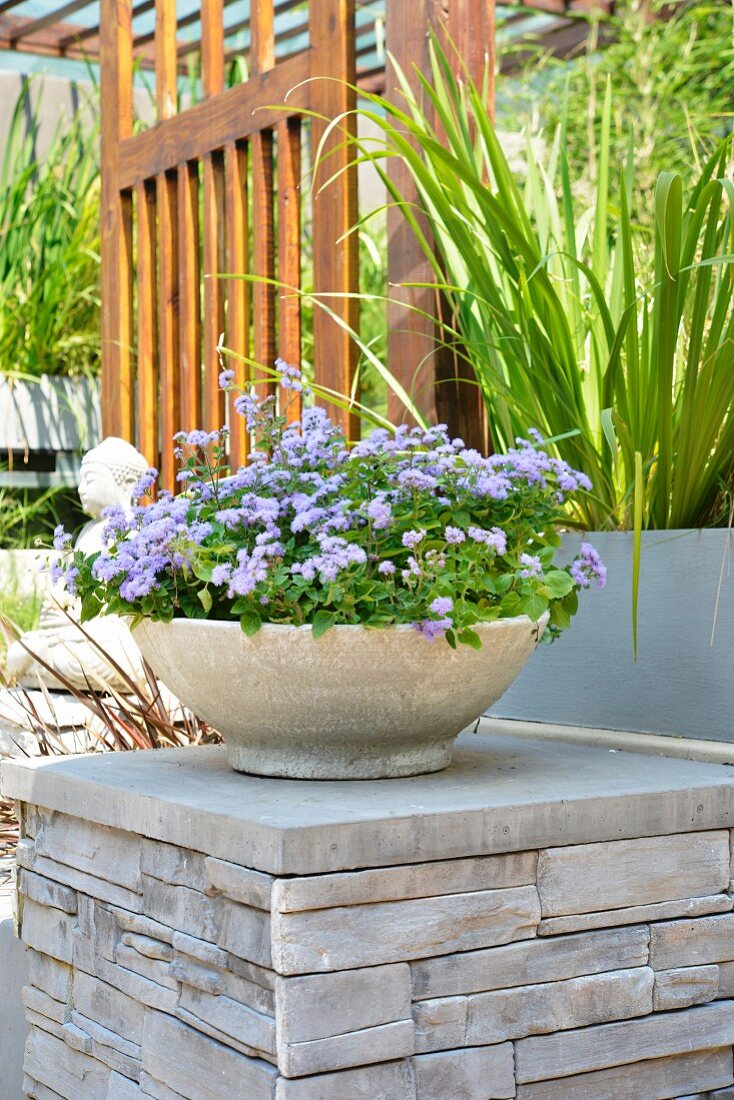 Stone dish planted with purple ageratum on stone plinth in garden