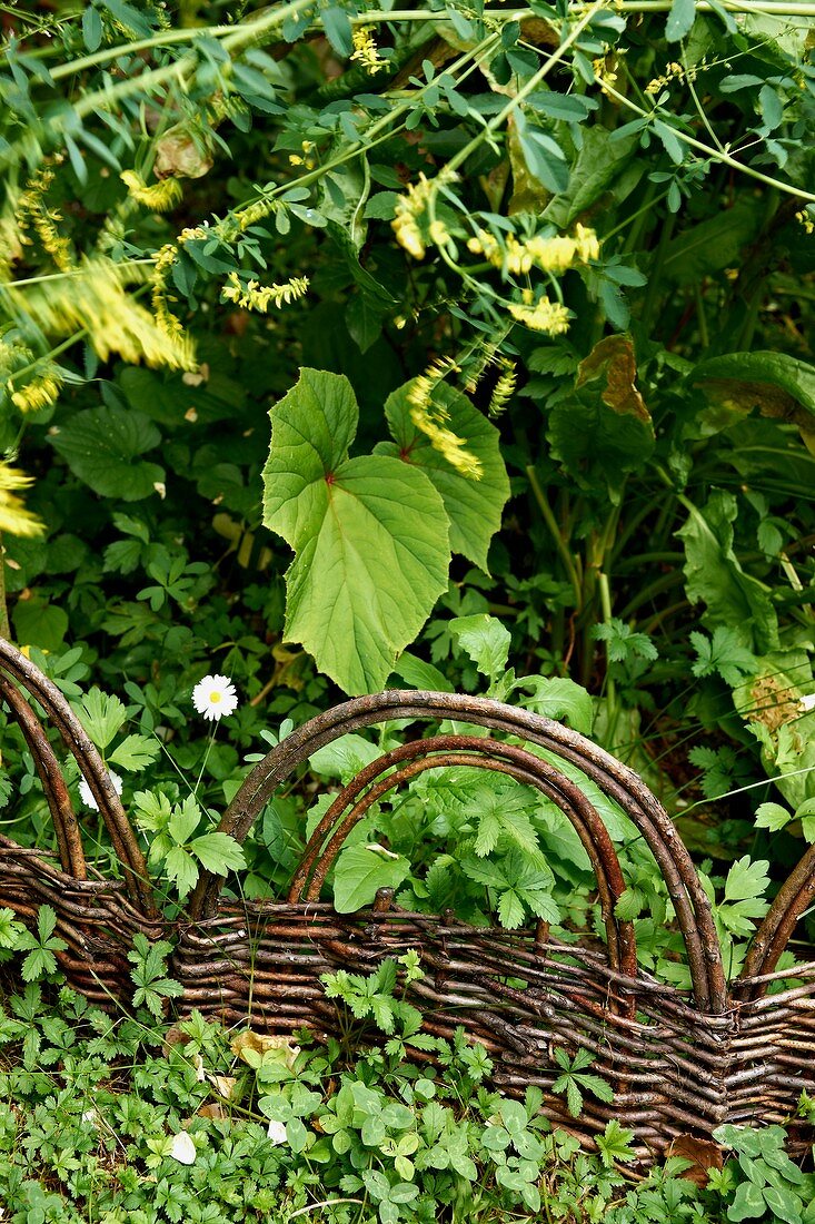 Wicker fence amongst dense greenery in garden