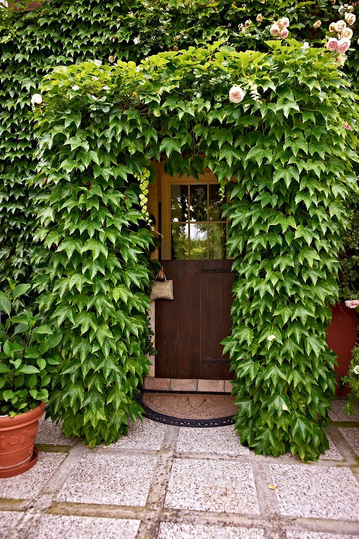 Front door surrounded by roses and Virginia creeper