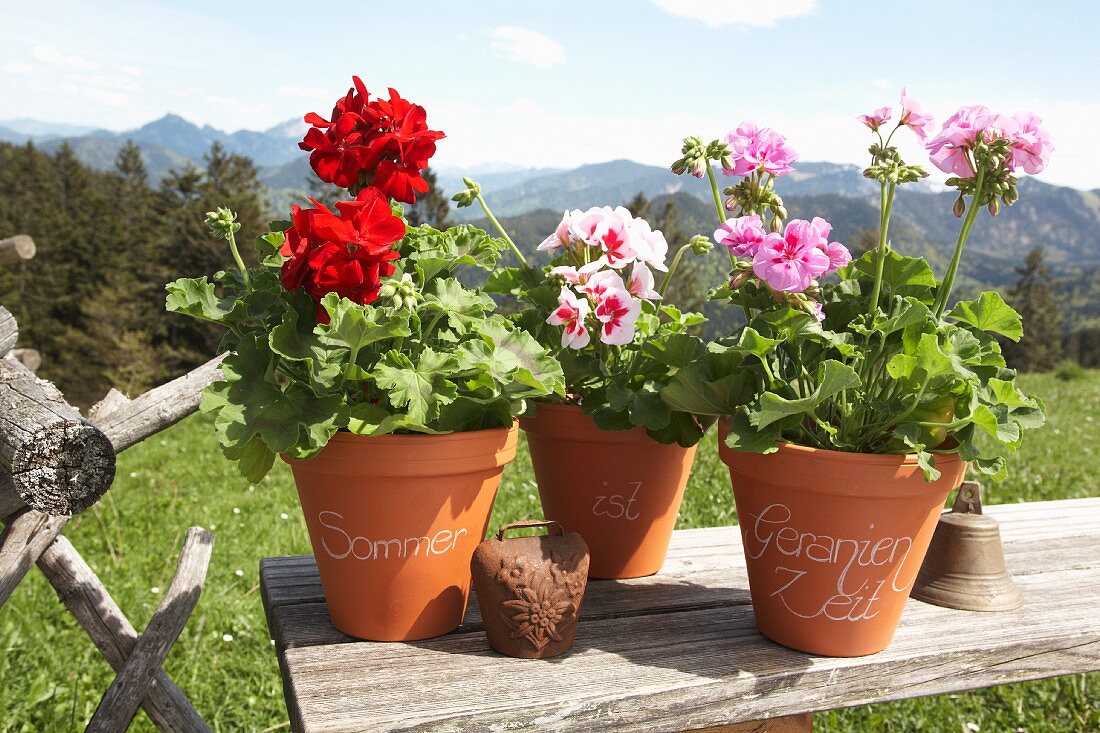 Geraniums in labelled terracotta pots on wooden board outside with Alpine landscape in background