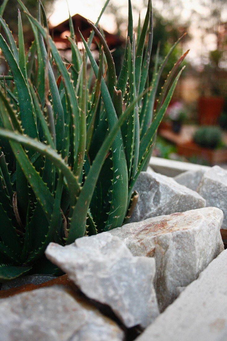 Aloepflanze in Gartenbeet mit Steineinfassung