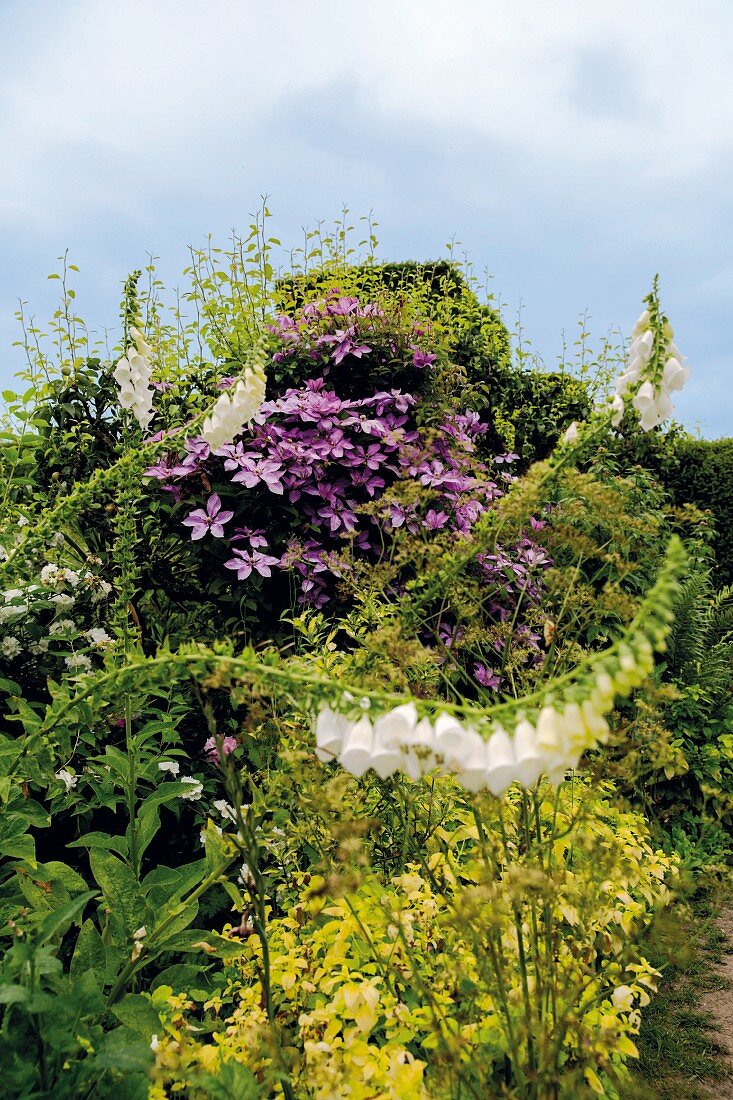 A summer garden with purple clematis and white foxgloves