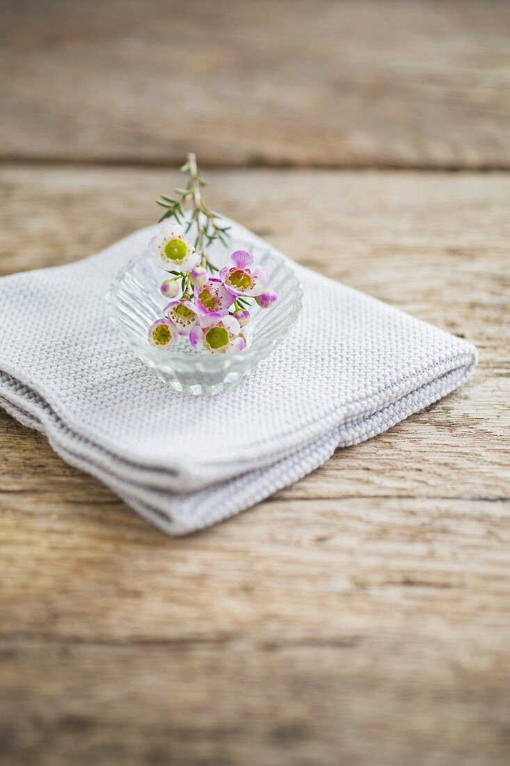Waxflowers in glass dish on folded cloth