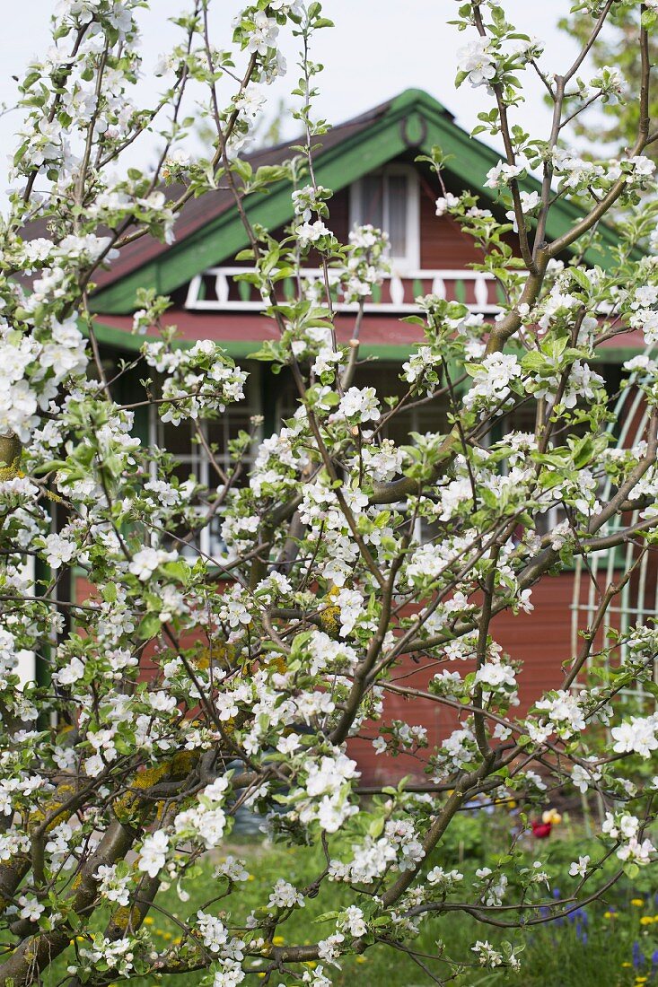 Blühender Apfelbaum vor Holzhaus
