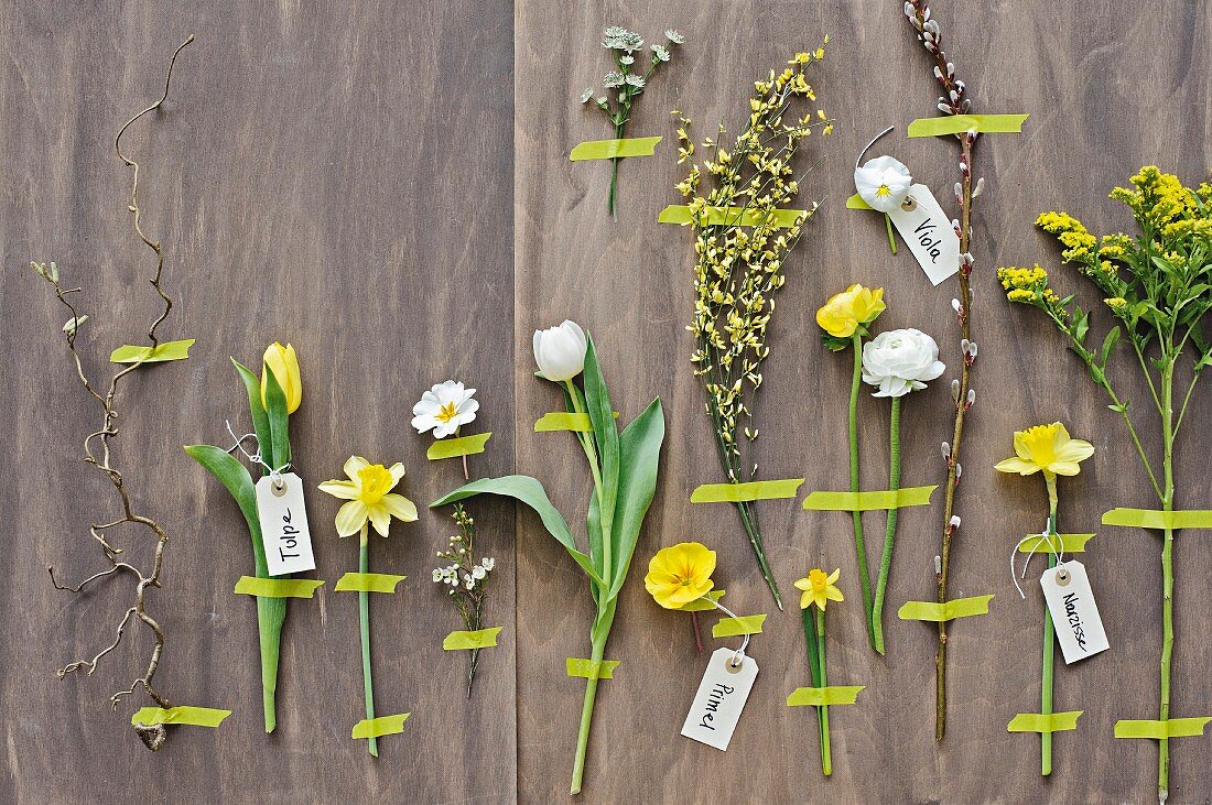 Arrangement of various spring flowers labelled and fixed to wall with washi tape