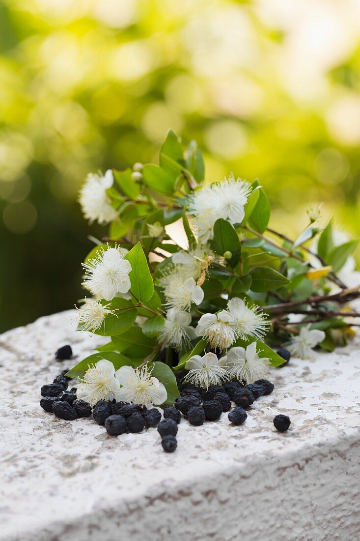 Blossoming myrtle branch & dried myrtle berries on stone wall outdoors
