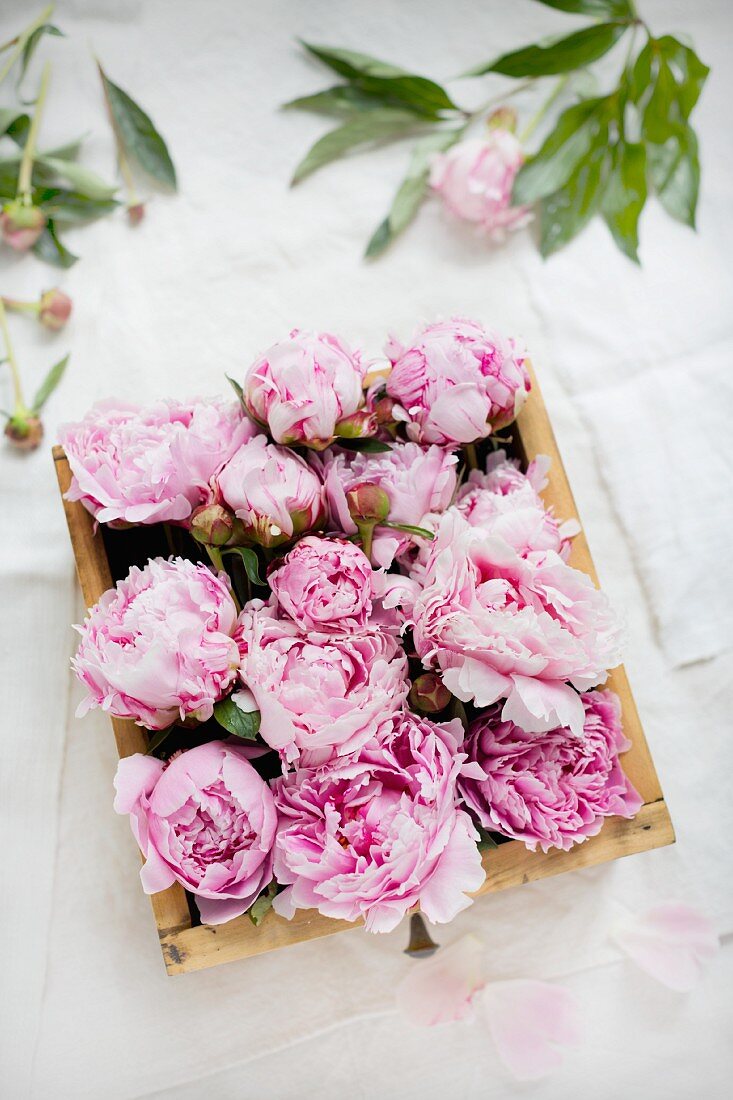 Rosa Pfingstrosenblüten nebeneinander in alter Holzschublade