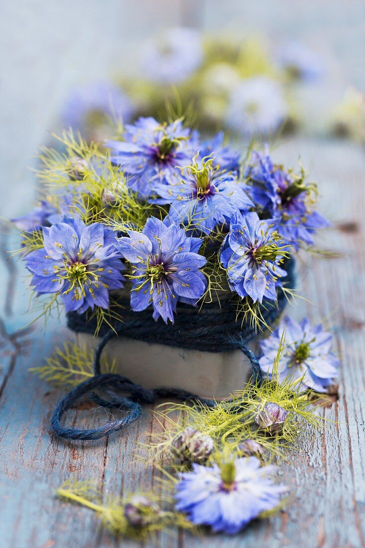 Love-in-a-mist flowers (Nigella damascena) in tin wrapped in wool