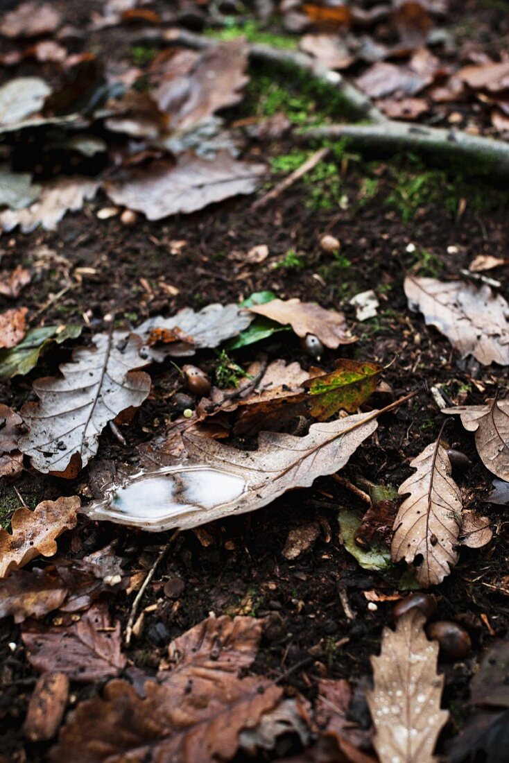 Autumnal oak leaves lying on woodland floor