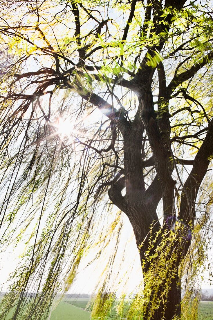 Weeping willow in springtime with newly budded leaves lit by sunlight from behind