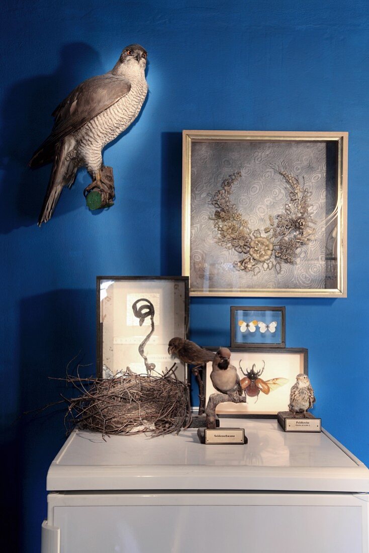 Insects in display cases, stuffed birds and framed, antique headdress on blue-painted wall
