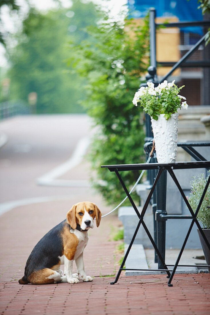 Tischchen mit Blumenvase auf Bürgersteig davor angeleinter, wartender Hund