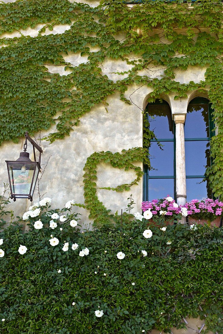 Berankte Fassade mit romanischen Fassadenelementen vor Fenster, seitlich Laterne an Wand (Villa Cimbrone)